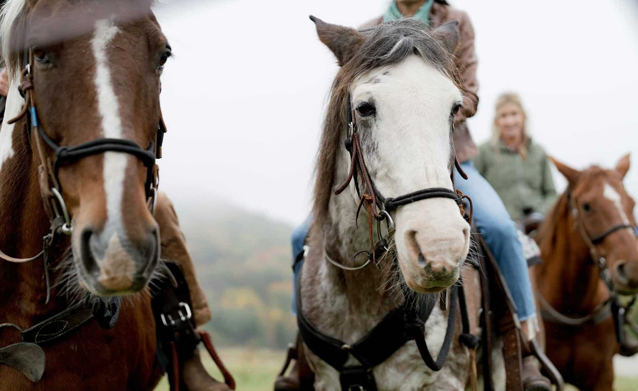 Cataloochee Ranch horses face