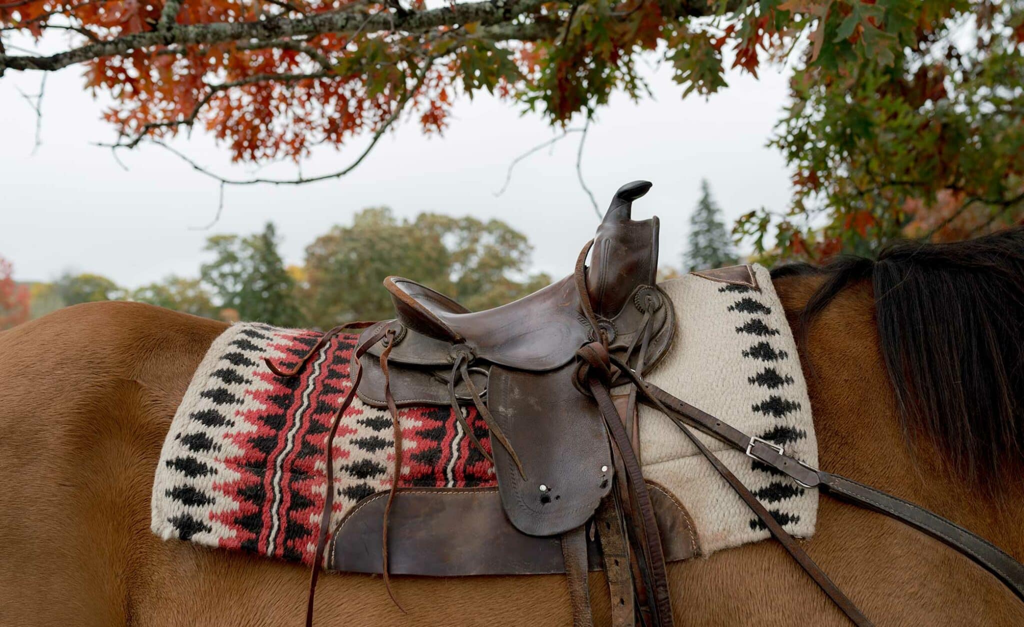 Cataloochee Ranch horse saddle